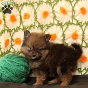 Kip, Pomeranian Puppy